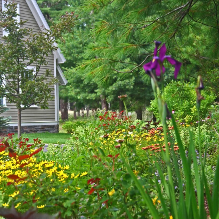 perennial garden